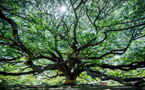 Mindfulness of Abundance